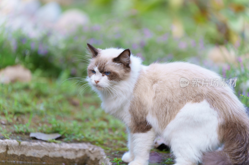 草地上的优雅布偶猫