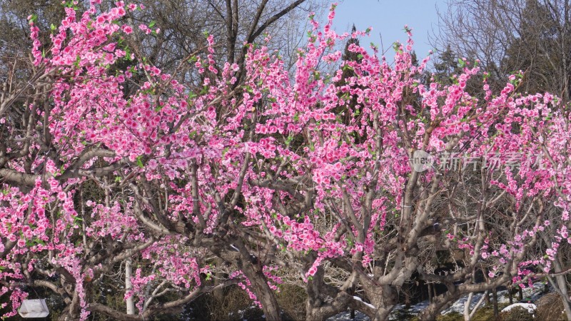 雪中桃花梅花腊梅