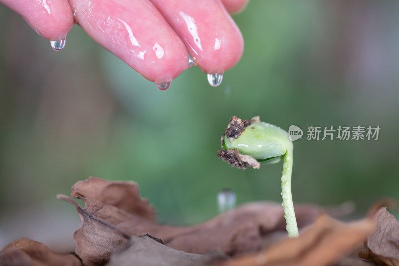 手在给枯叶里长出的嫩芽浇水