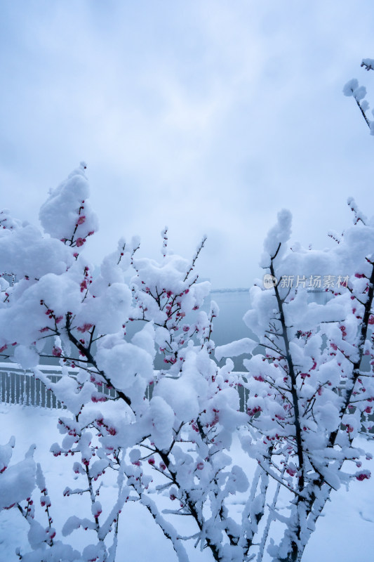 雪后的梅花很美