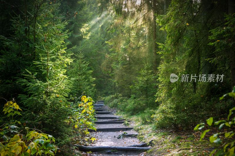 大自然森林树木旅行徒步野营