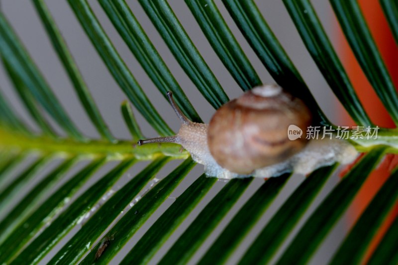 小蜗牛在植物上爬动