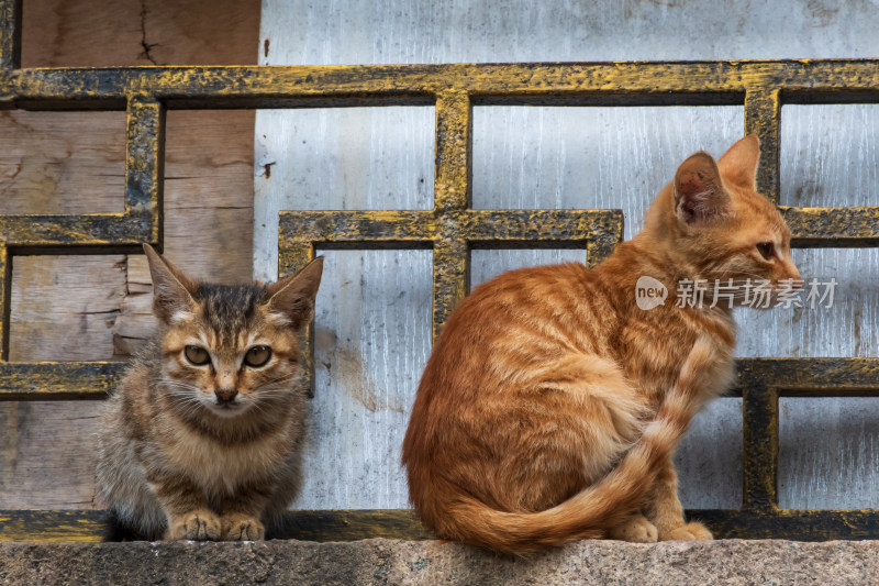 两只猫咪趴坐于石台上