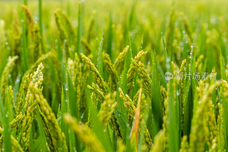 雨后的绿色良种有机水稻特写