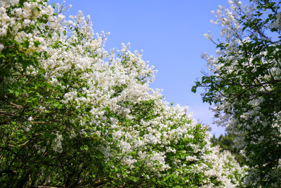 白色丁香花