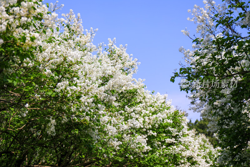 白色丁香花