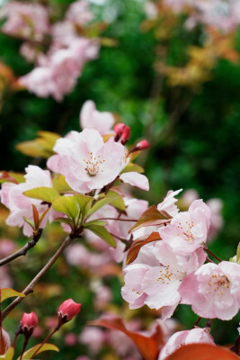 北京北海公园樱花