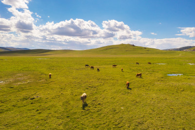 中国新疆伊犁巴音布鲁克草原风景