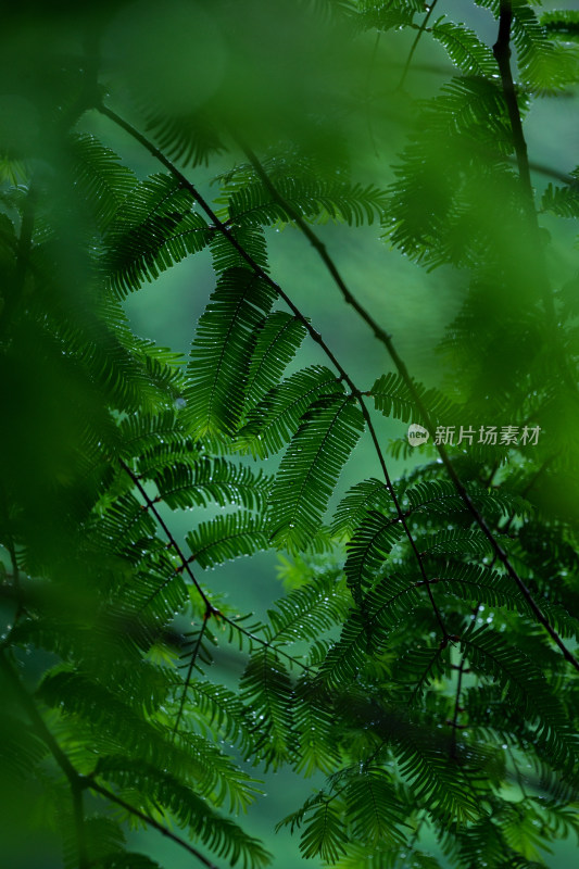 雨天清新植物特写