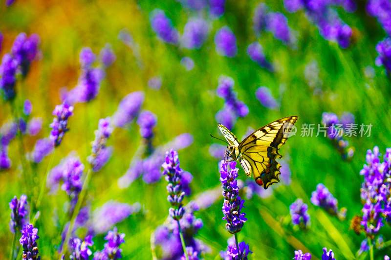 花粉蝴蝶飞翔，美丽的飞虫