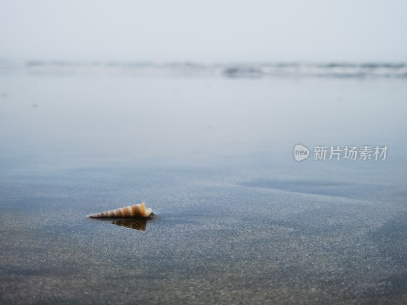 沙滩上的海螺特写