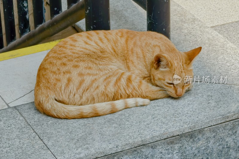 路边的橘猫