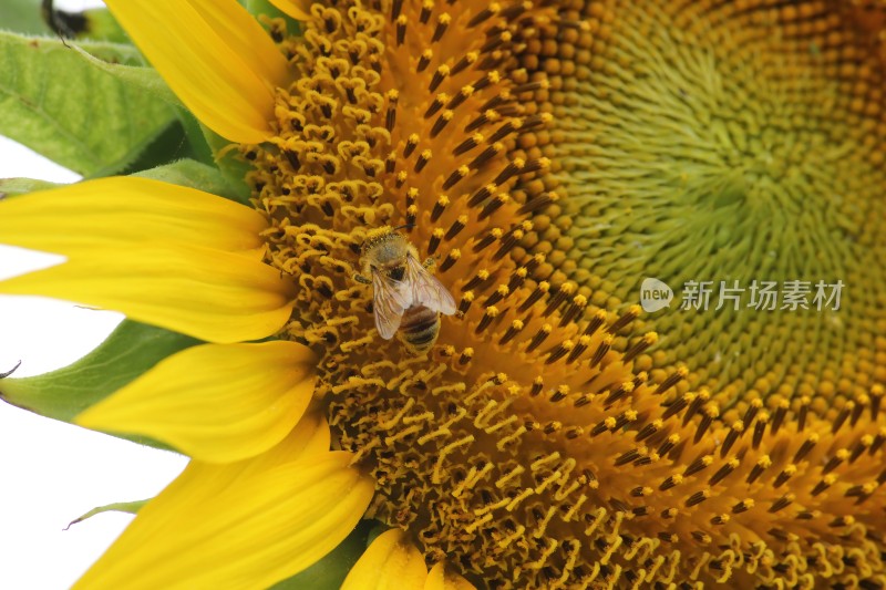 大片向日葵花田绿叶黄花生机勃勃