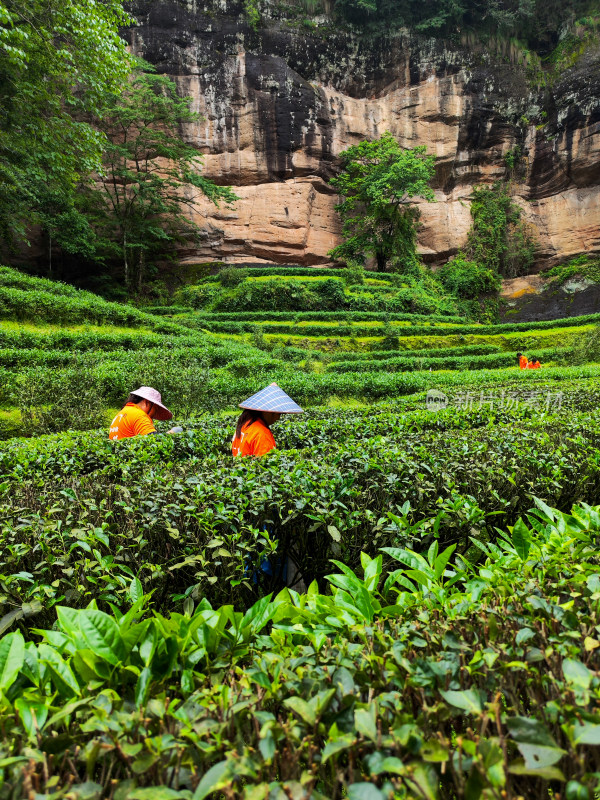 茶农在山林茶园中辛勤采茶的景象