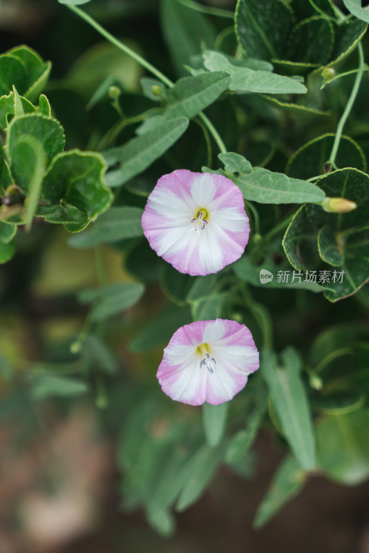 绿色背景喇叭花特写