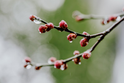 微距视角下的西溪湿地雨中盛开的梅花