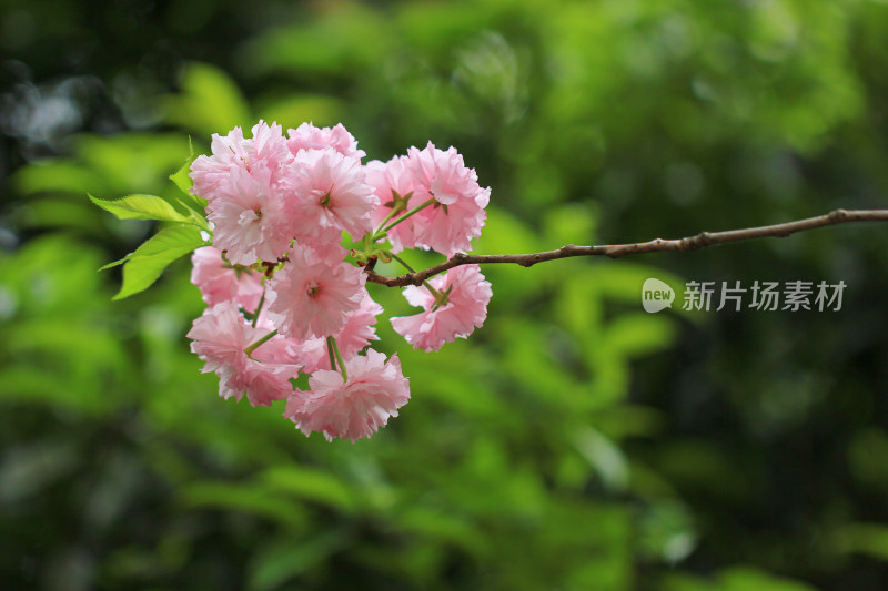 春天盛开的日本晚樱粉色鲜花