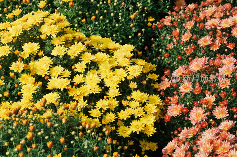 北京国家植物园菊花展