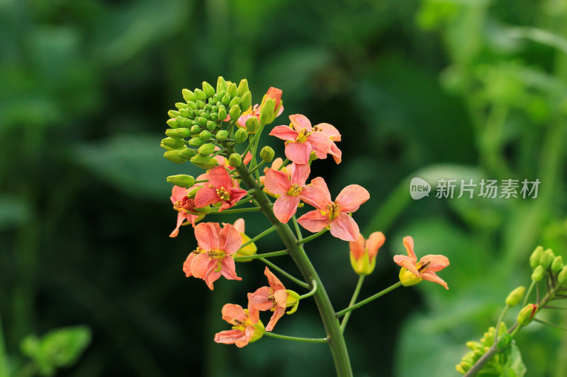 春天多彩的油菜花盛开