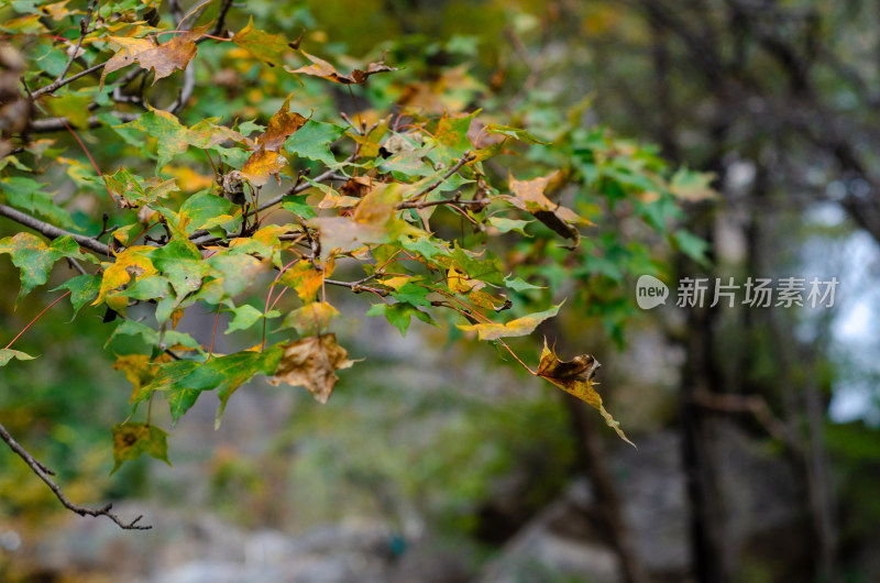 河南省洛阳白云山九龙潭秋天风景