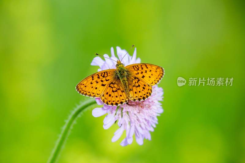 花粉蝴蝶飞翔，美丽的飞虫