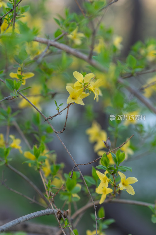 春日盛开的黄色迎春花特写