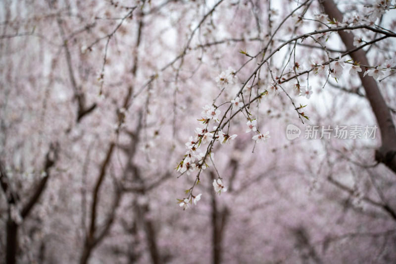 桃树桃花桃树林