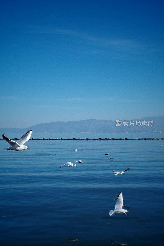 洱海上飞翔与浮游的西伯利亚海鸥