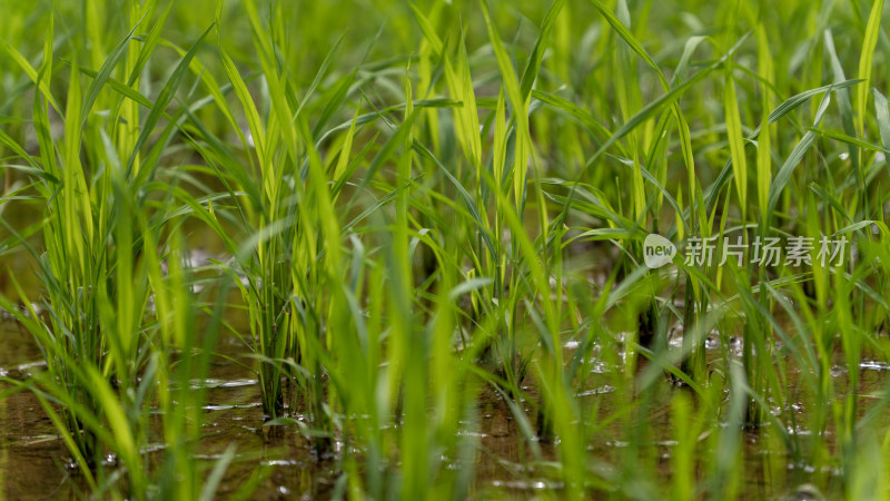 农场 水稻 种植 秧苗 培育秧苗