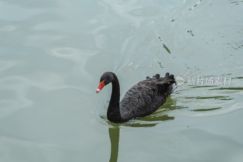 湖中的黑天鹅