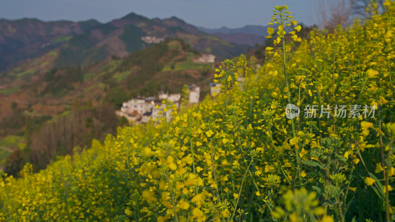 春天的油菜花田