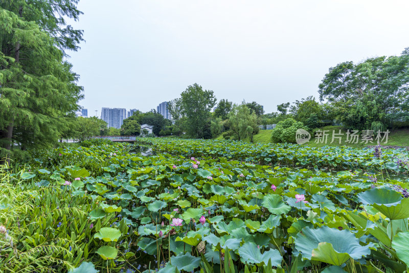 武汉汉阳月湖风景区风光