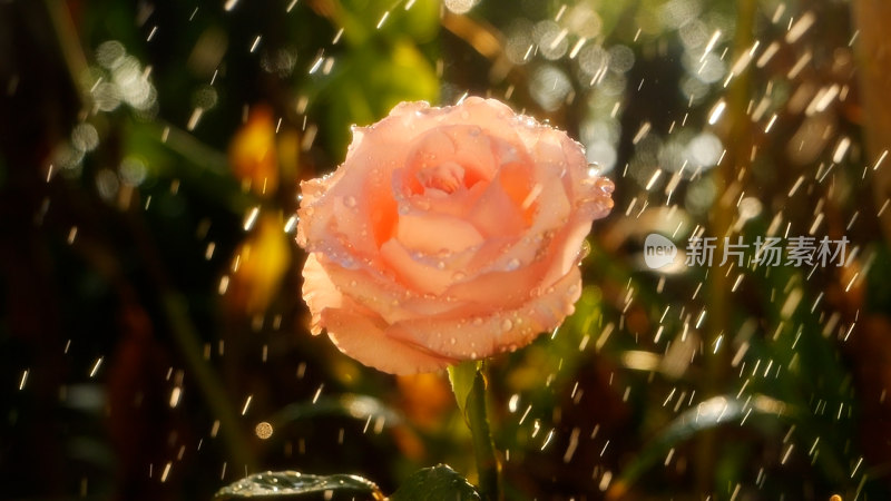 雨中玫瑰浪漫治愈唯美清新