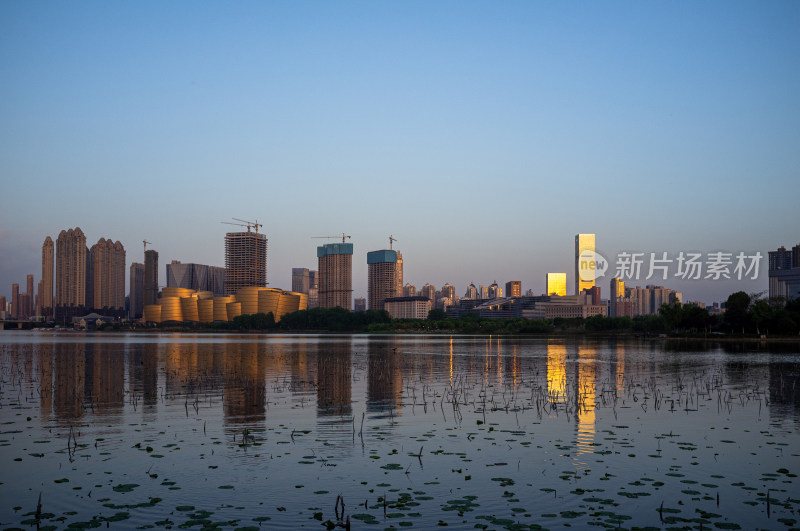 城市高楼背景下的湿地自然景观