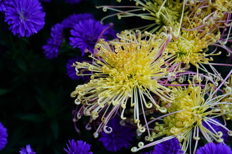 菊展菊花