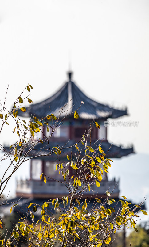 古建筑前的枝叶特写