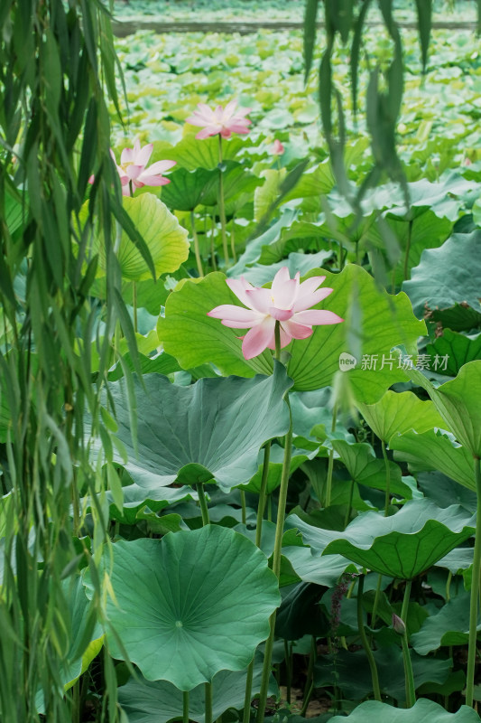 北京圆明园荷花