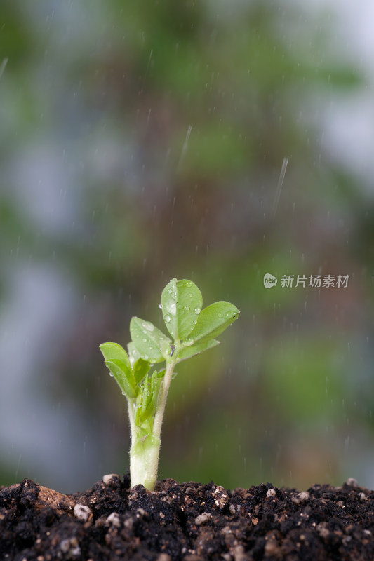 春天生长的嫩芽