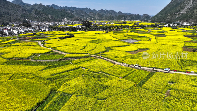 金色田园风光  油菜花海与村落