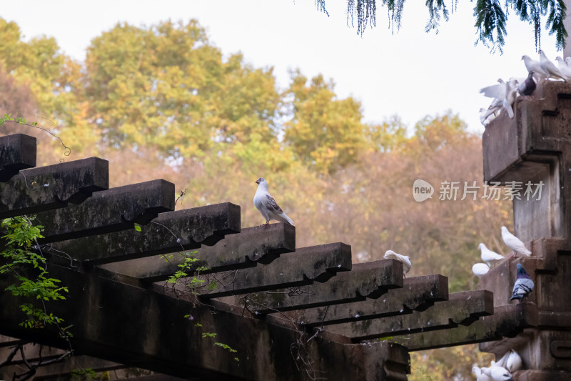 南京钟山风景名胜区音乐台白鸽风景