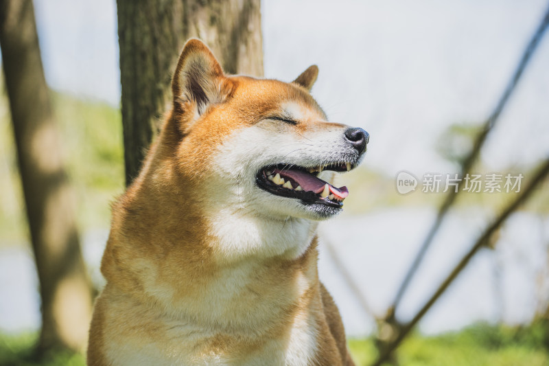 公园里的柴犬宠物狗