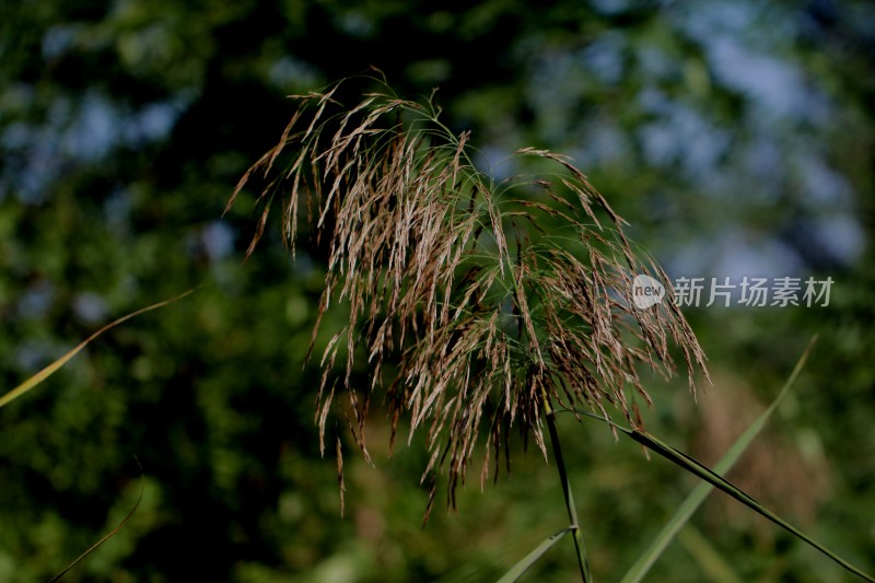 芦苇随风摇曳