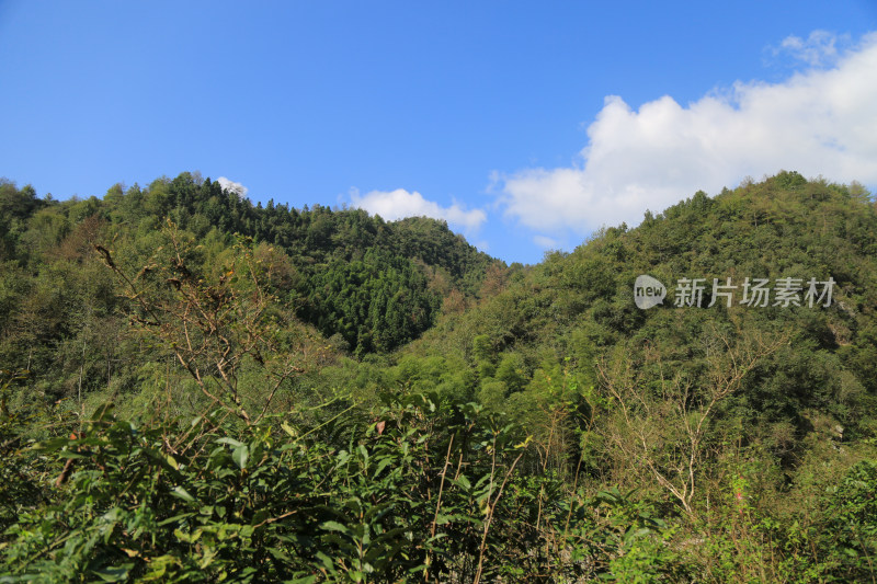 蓝天白云美丽高山森林