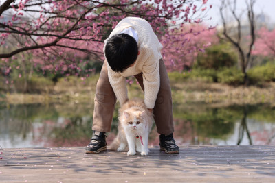 小男孩与宠物猫在梅花树下互动的温馨场景
