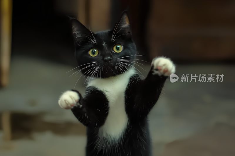 猫特写图