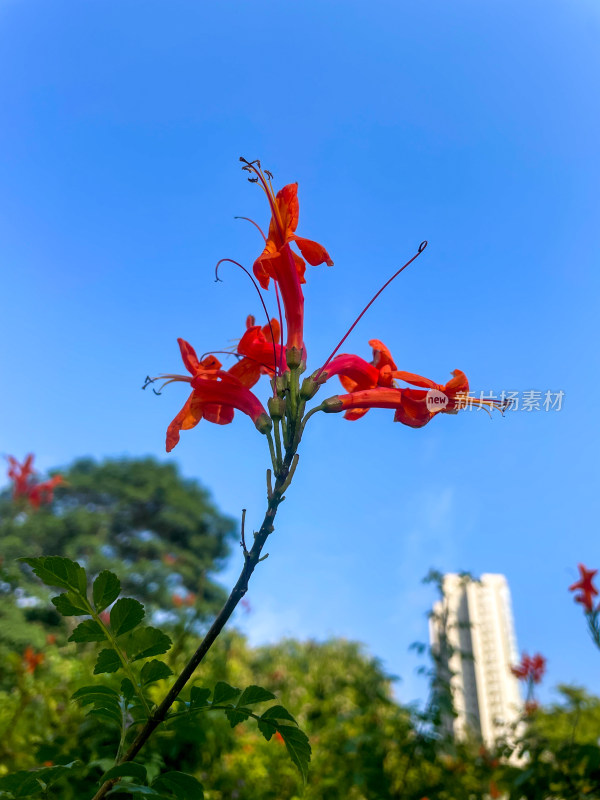 蓝天映衬下的鲜艳红色花朵特写