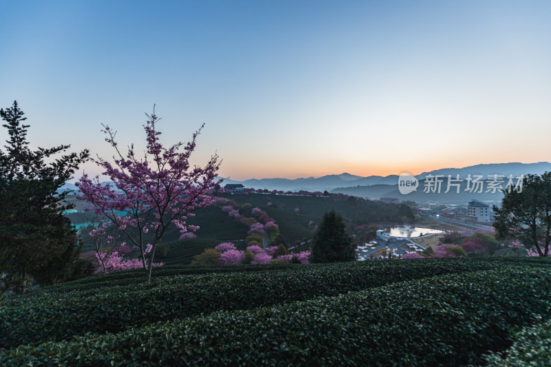 龙岩永福台品樱花茶园