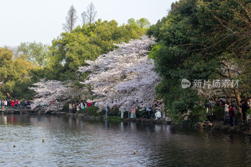 杭州曲院风荷湖畔中式建筑与盛开樱花