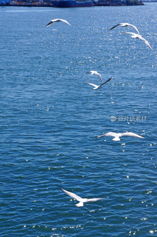 低空飞行的海鸥