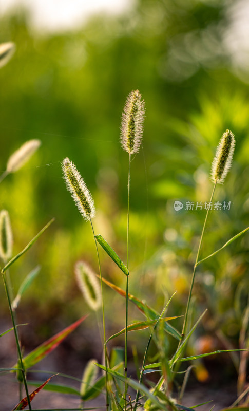 夏天的狗尾巴草